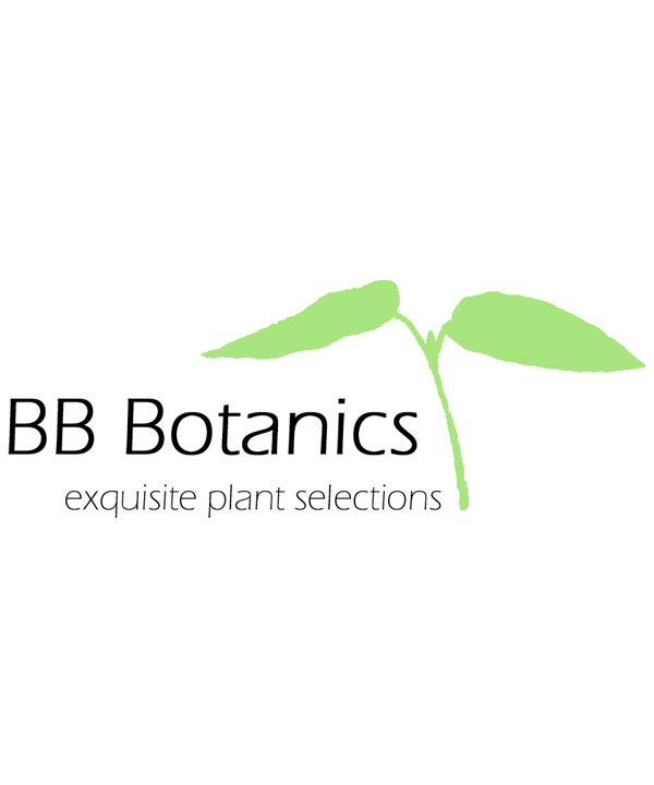 Bulk Brylla Botanics