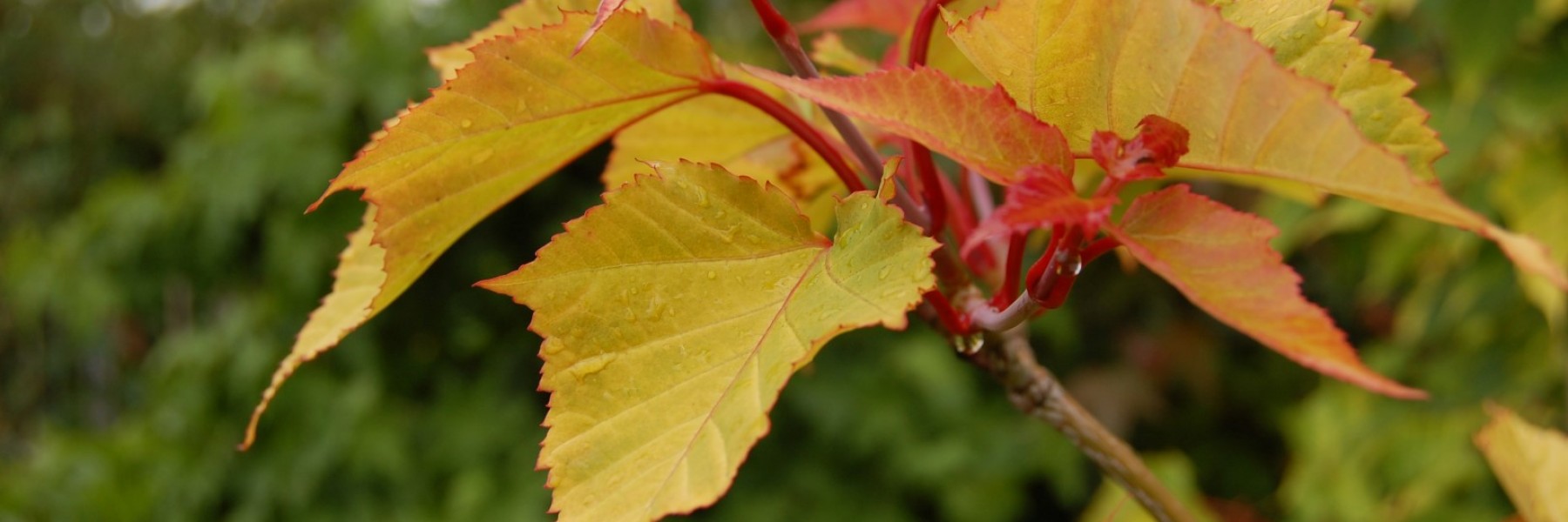 Acer capillipes