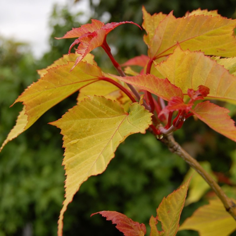 Acer capillipes