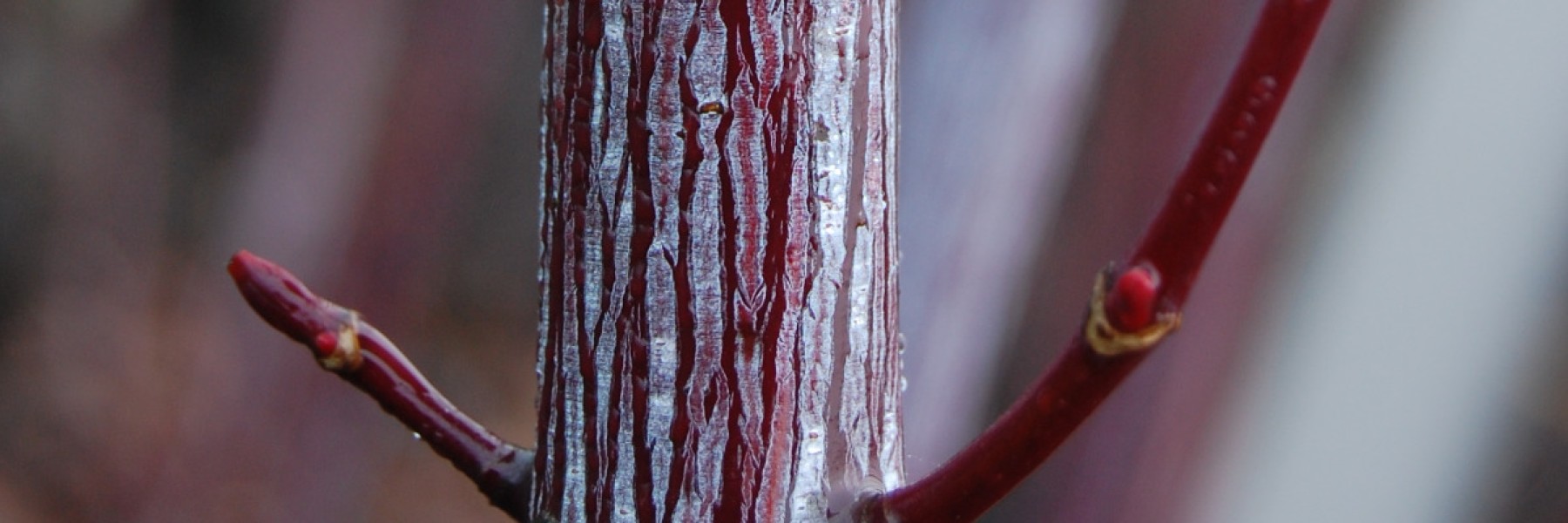Acer conspicuum