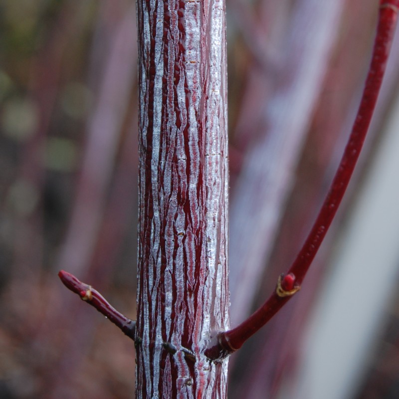 Acer conspicuum