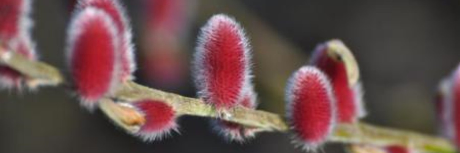Salix gracilistyla