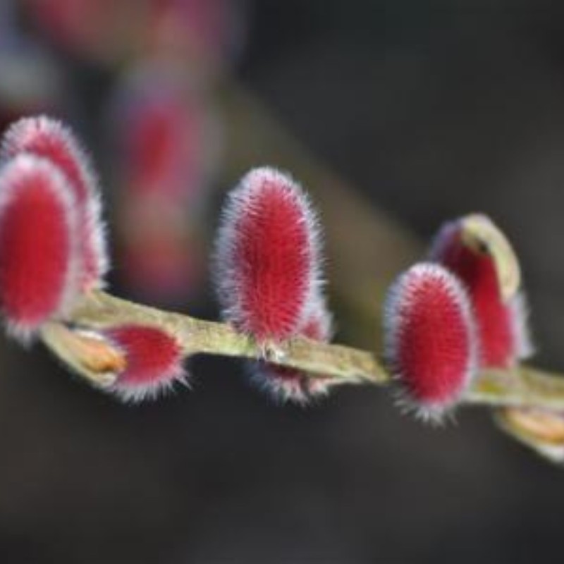 Salix gracilistyla