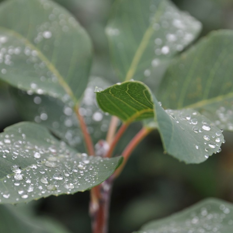 Amelanchier alnifolia