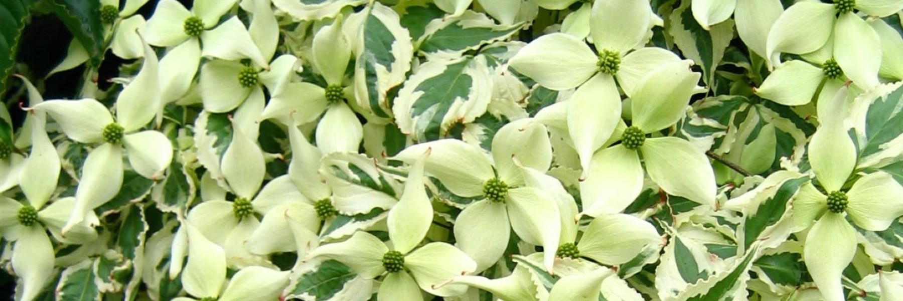 Cornus kousa