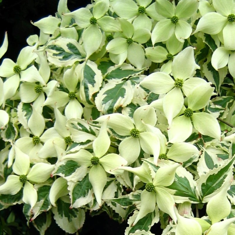 Cornus kousa