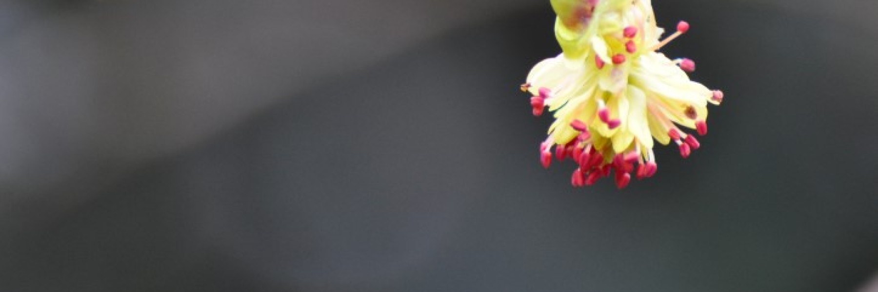 Corylopsis spicata