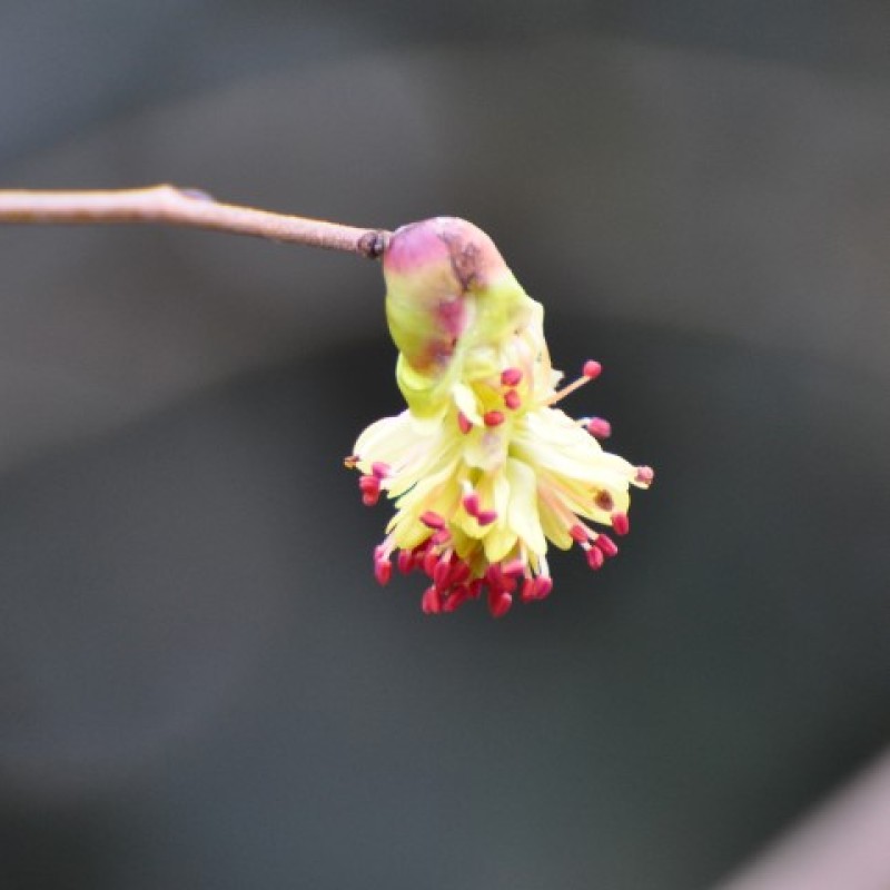 Corylopsis spicata