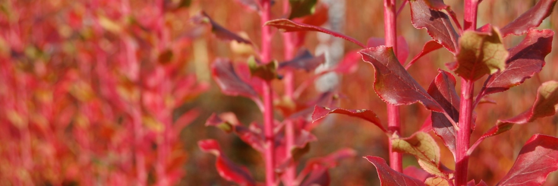 Enkianthus campanulatus ‘Wallaby’