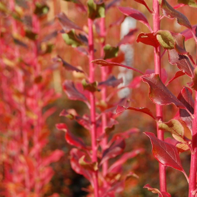 Enkianthus campanulatus ‘Wallaby’