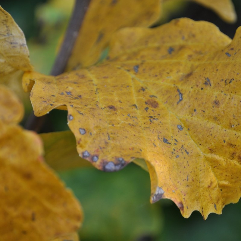Fothergilla major