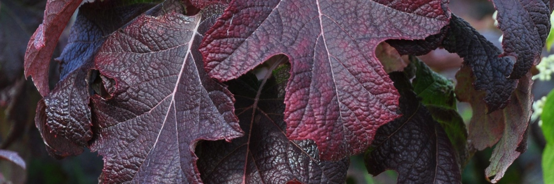 Hydrangea quercifolia ‘Burgundy’