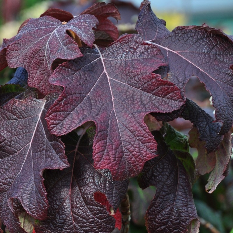 Hydrangea quercifolia ‘Burgundy’