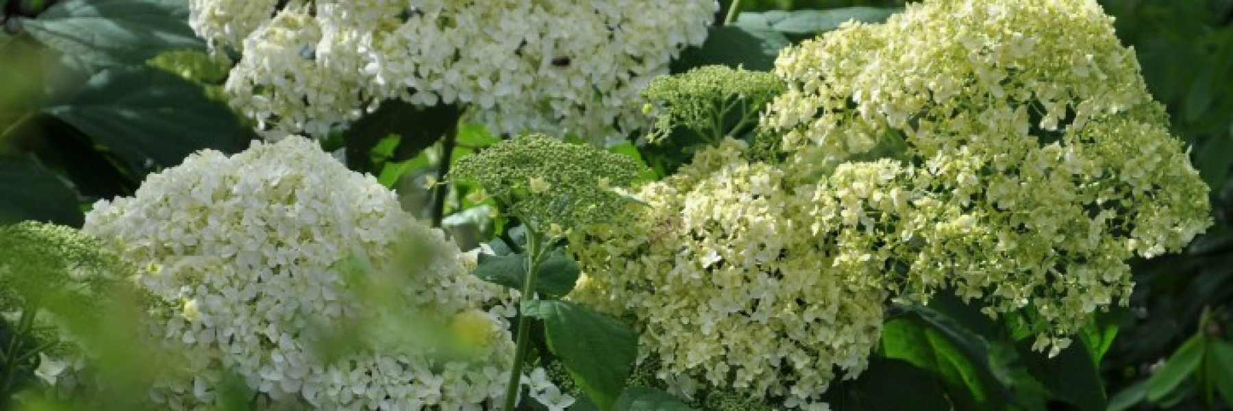 Hydrangea arborescens