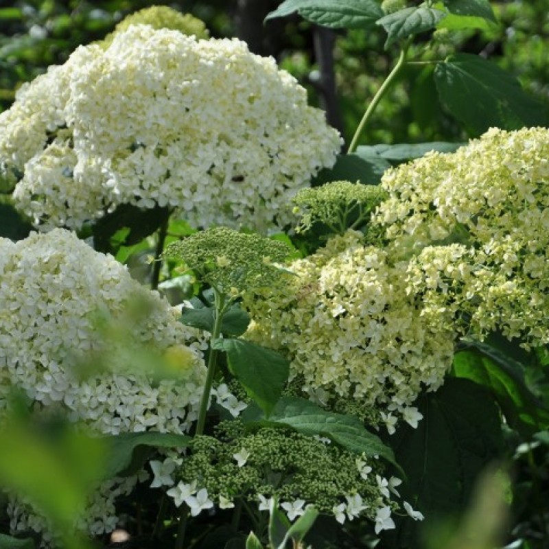 Hydrangea arborescens