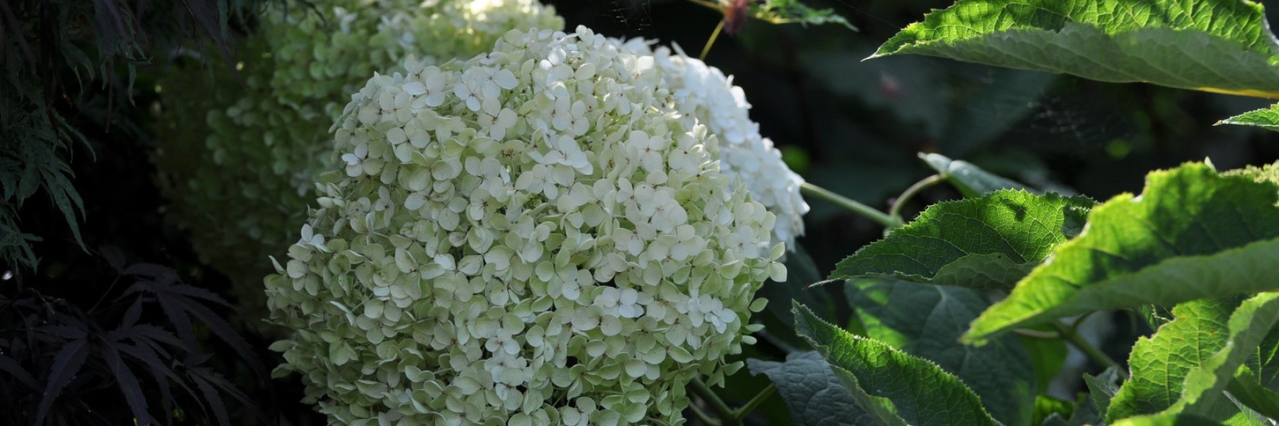 Hydrangea arborescens ‘Sheep Cloud’