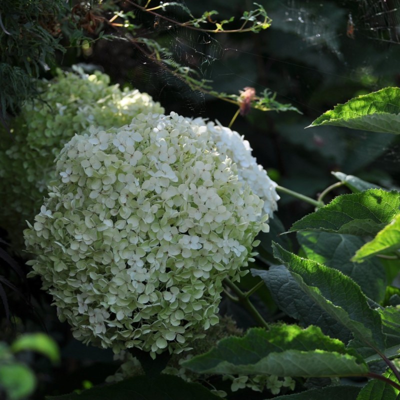 Hydrangea arborescens ‘Sheep Cloud’