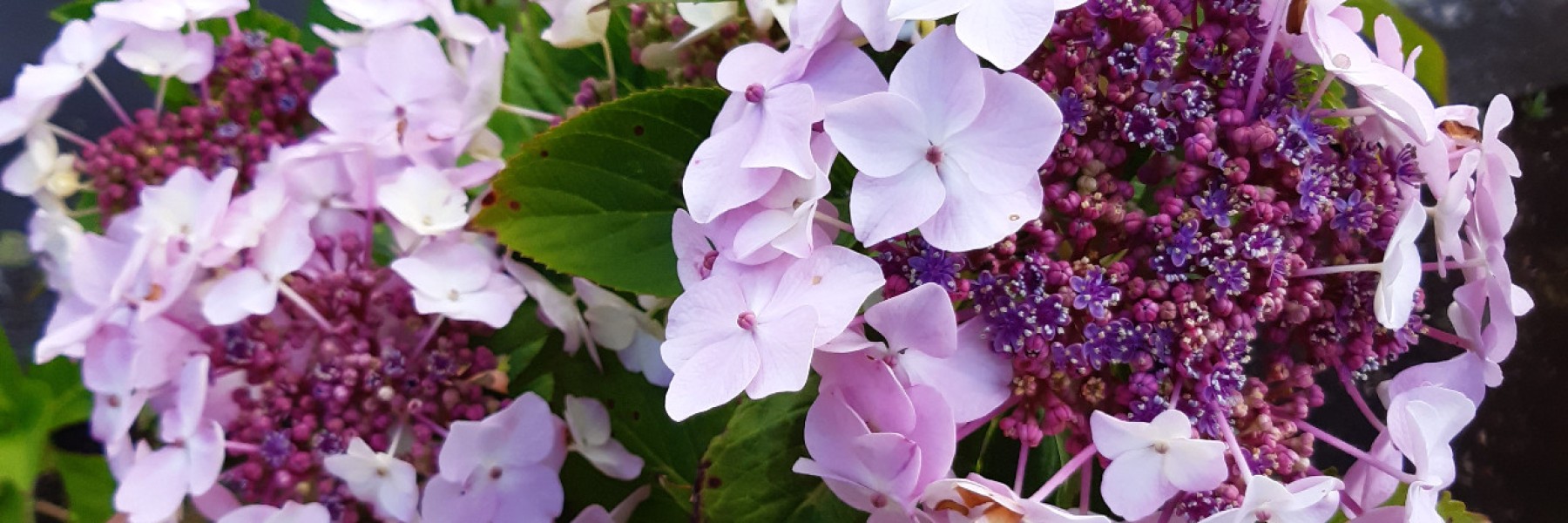 Hydrangea macrophylla