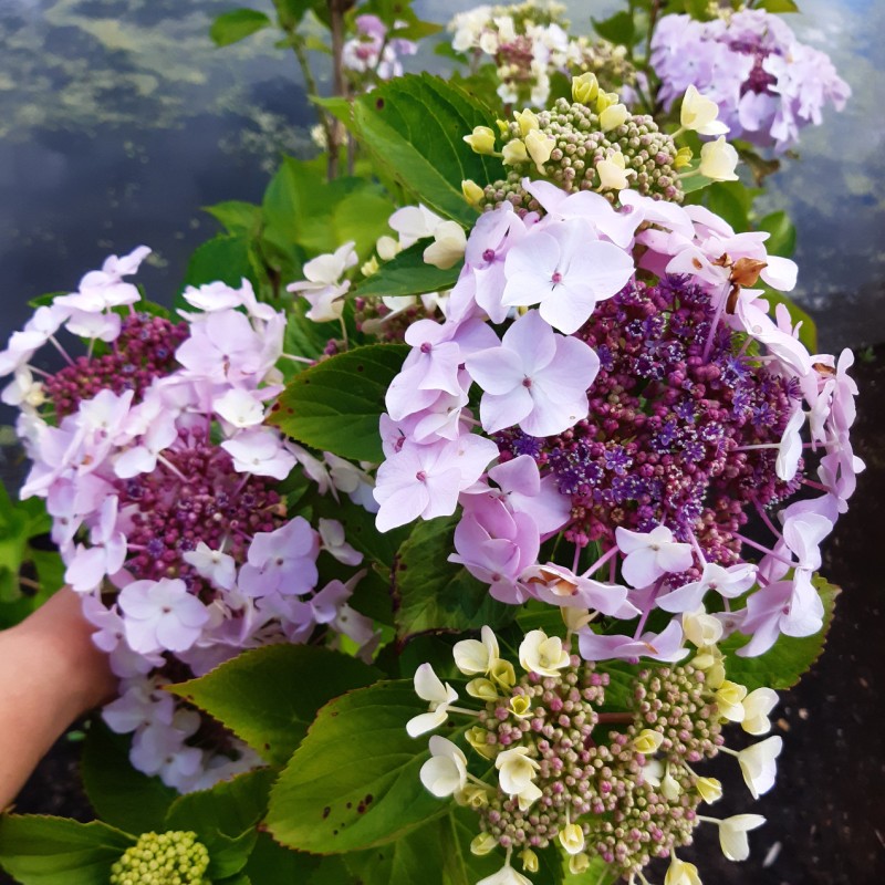 Hydrangea macrophylla
