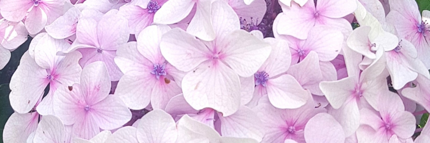 Hydrangea macrophylla