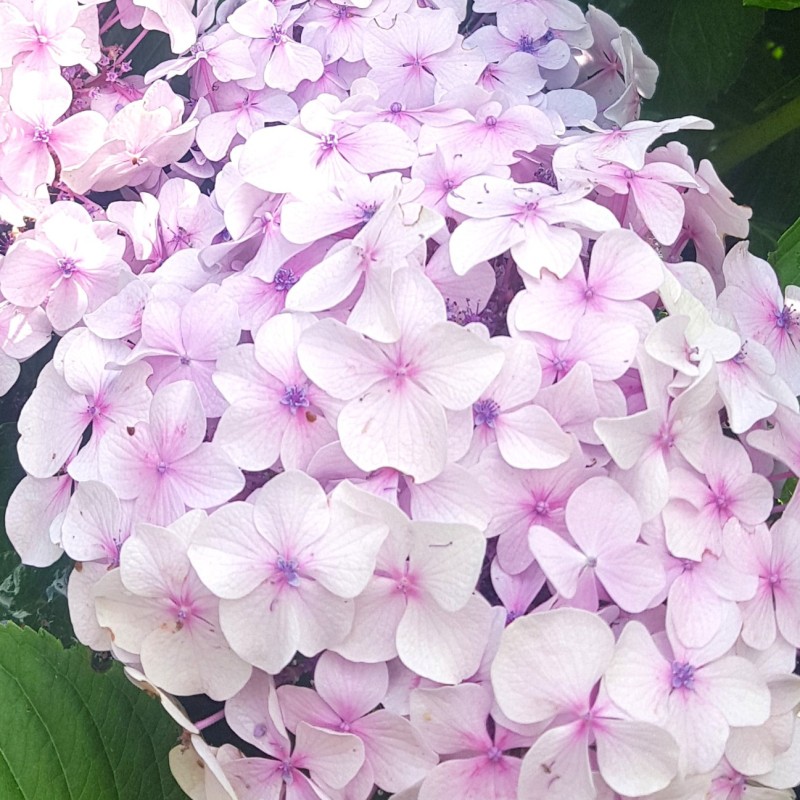 Hydrangea macrophylla