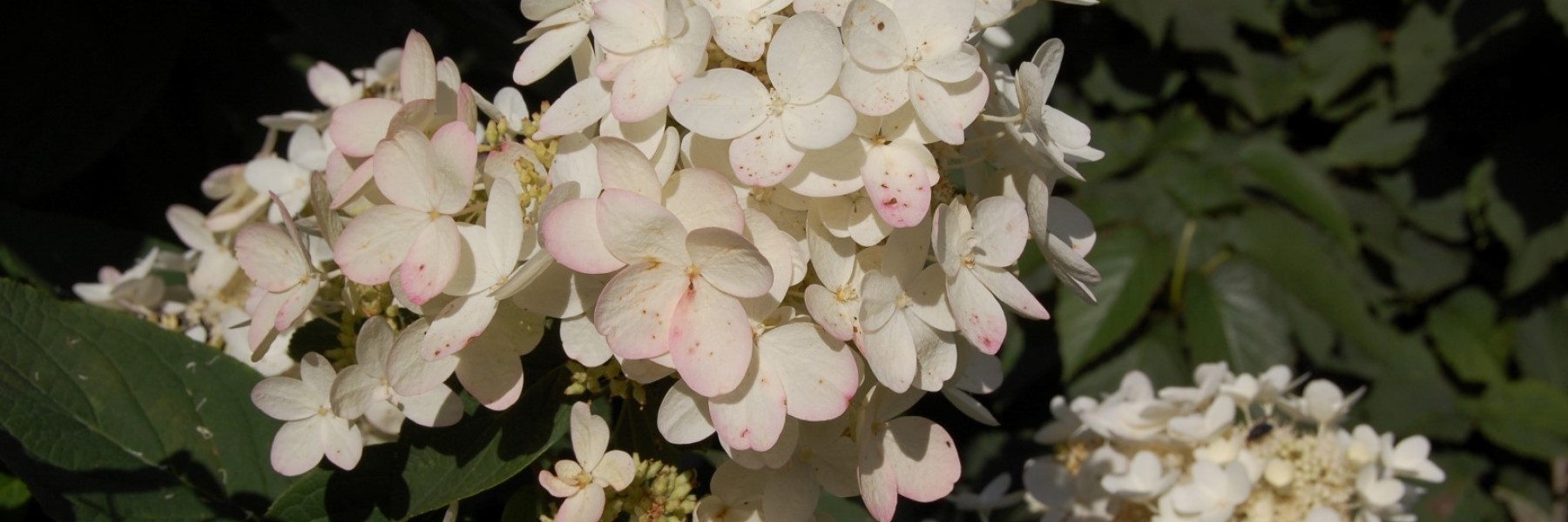 Hydrangea paniculata ‘Ammarin’