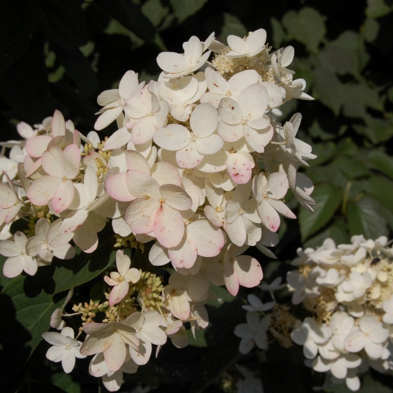 Hydrangea paniculata ‘Ammarin’