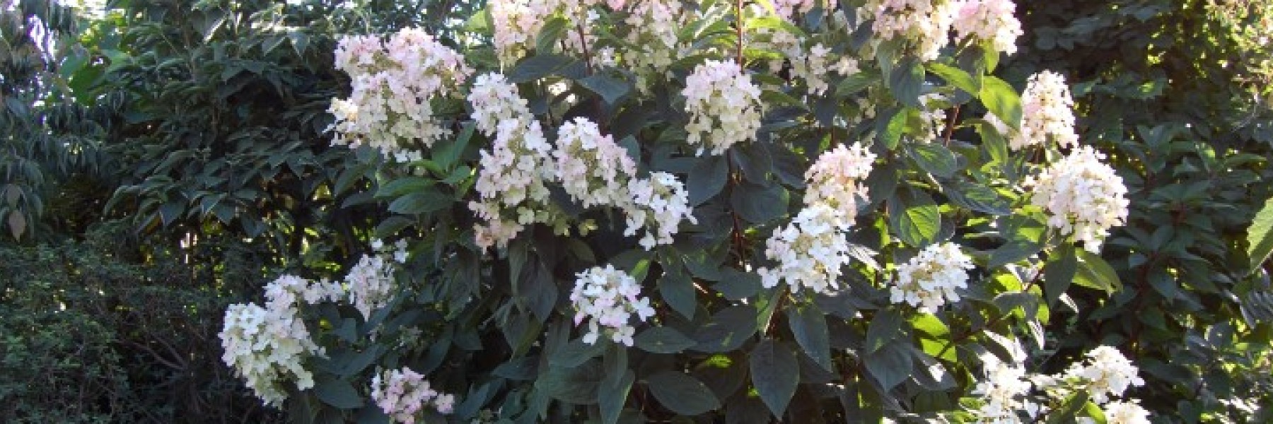 Hydrangea paniculata ‘Ammarin’