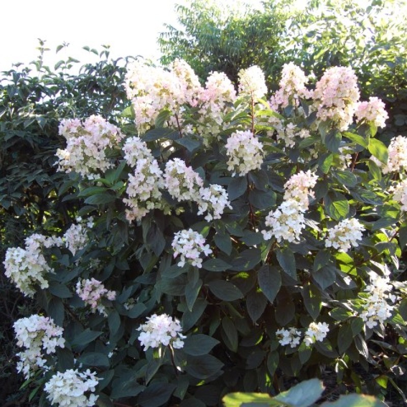 Hydrangea paniculata ‘Ammarin’