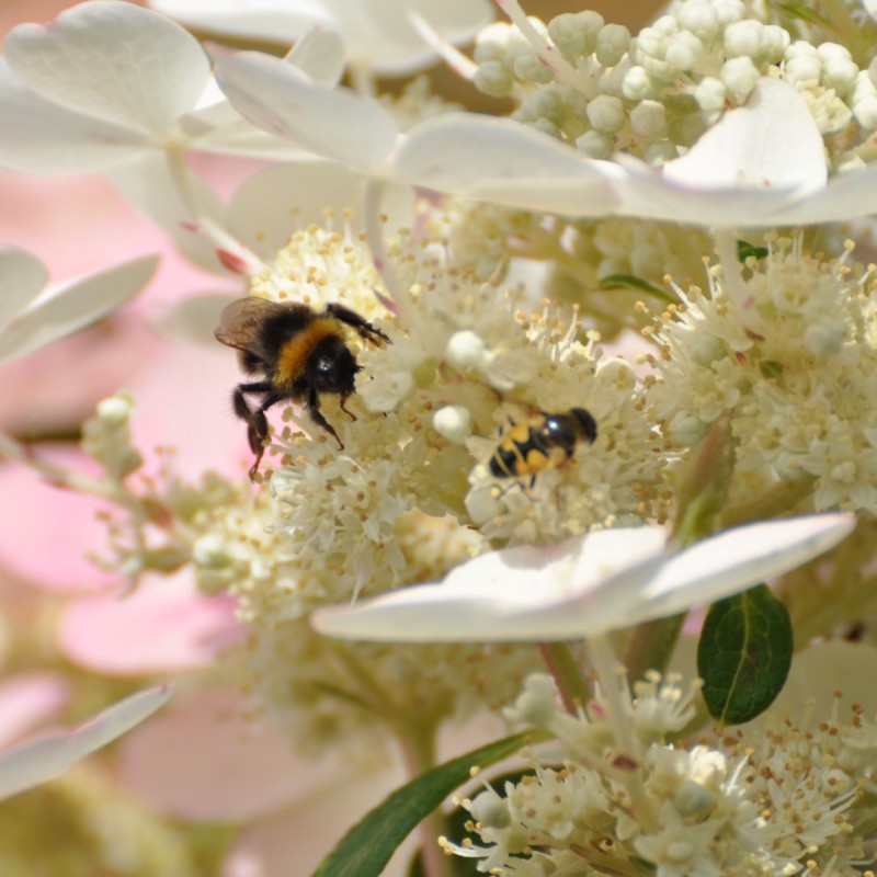 Hydrangea paniculata ‘Bulk’