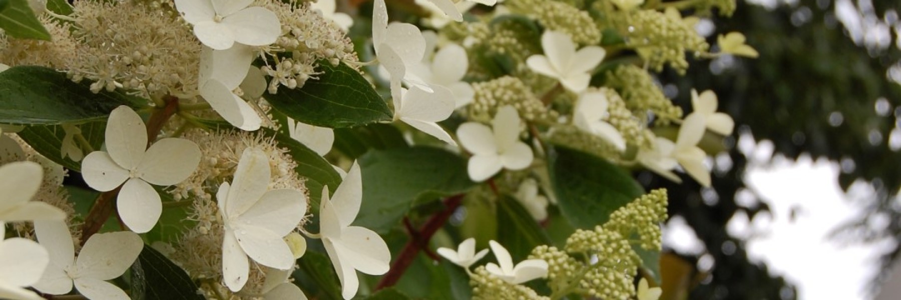 Hydrangea paniculata