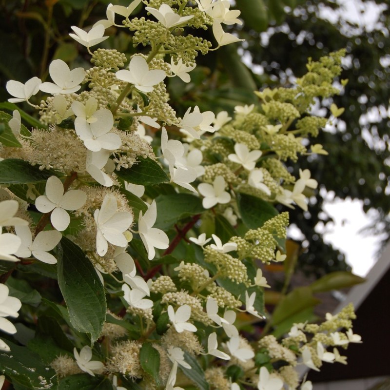 Hydrangea paniculata