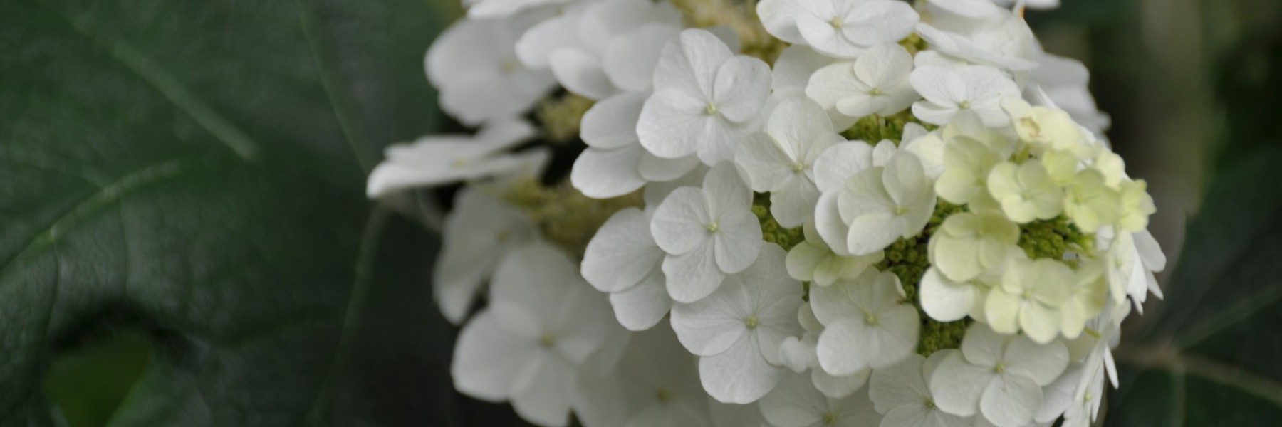 Hydrangea quercifolia ‘Applause’