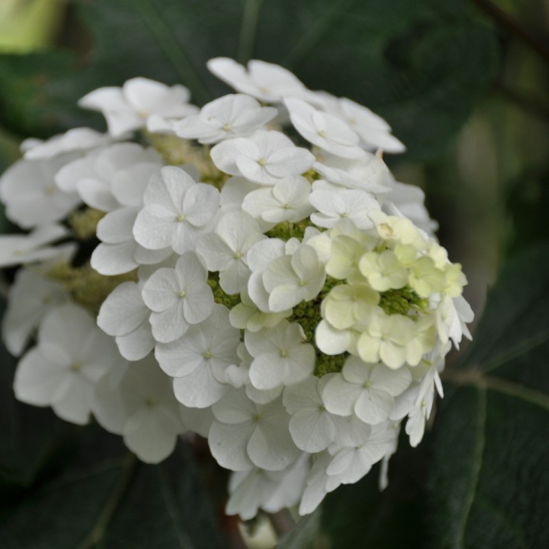 Hydrangea quercifolia ‘Applause’