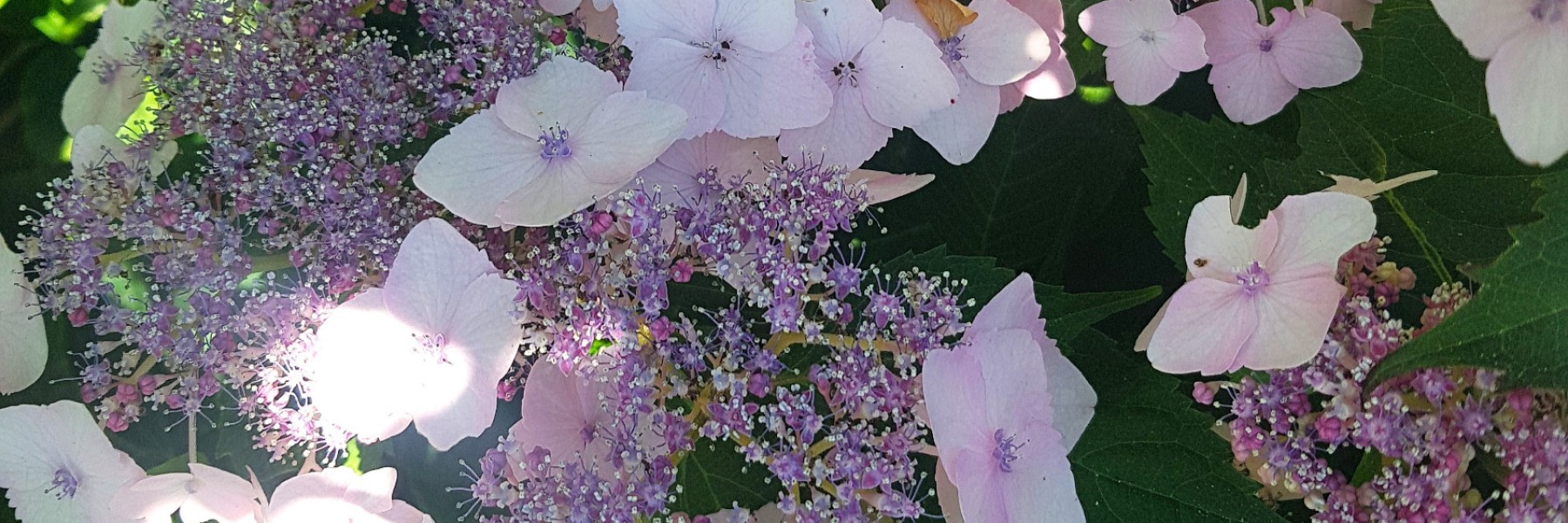 Hydrangea serrata