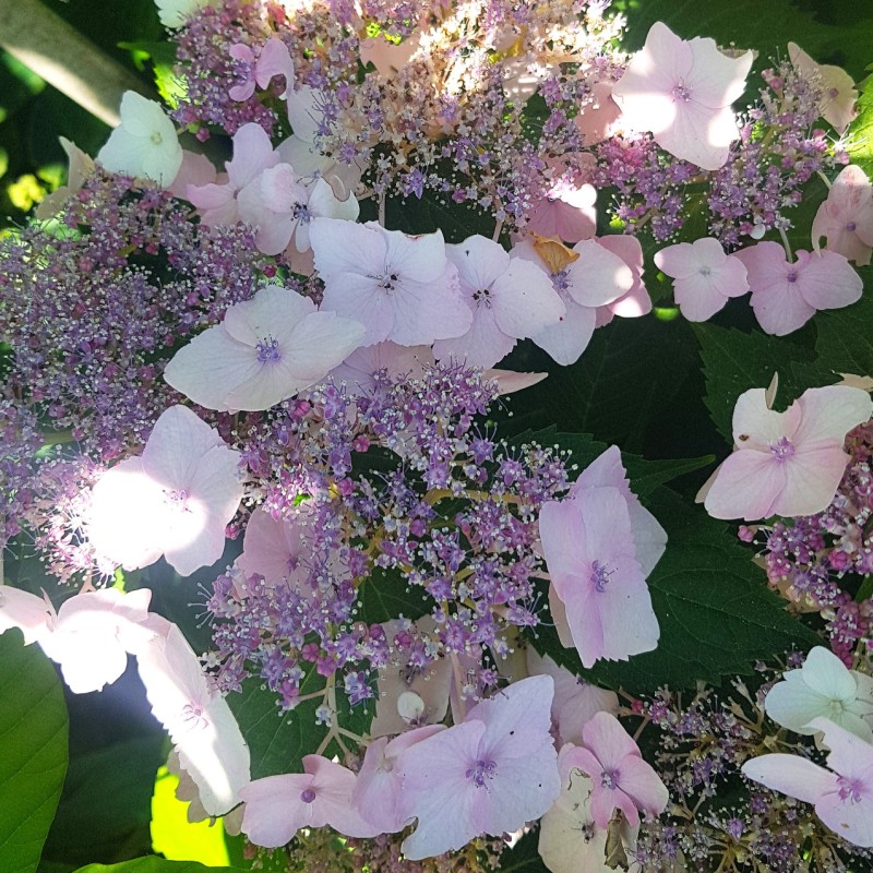 Hydrangea serrata