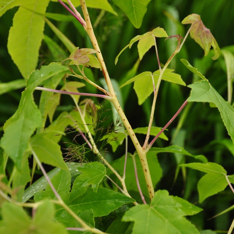 Liquidambar styraciflua