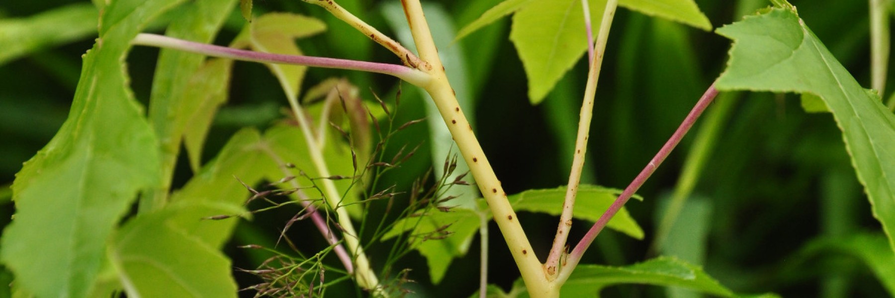 Liquidambar styraciflua