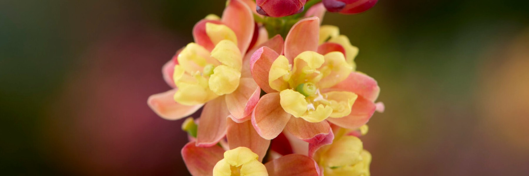 Mahonia ‘BBM9’