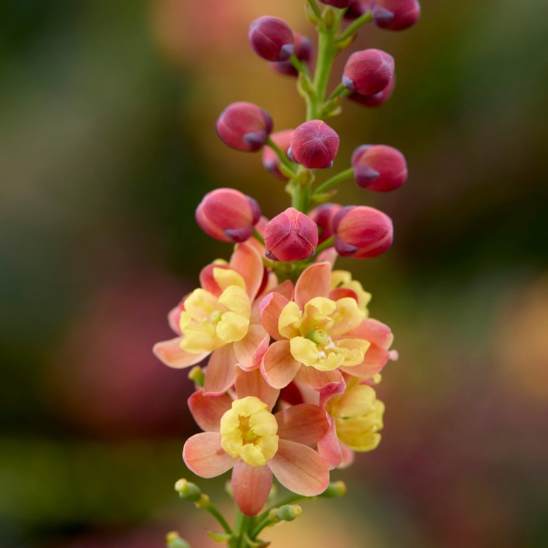 Mahonia ‘BBM9’