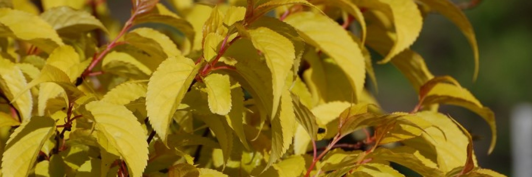 Stachyurus chinensis