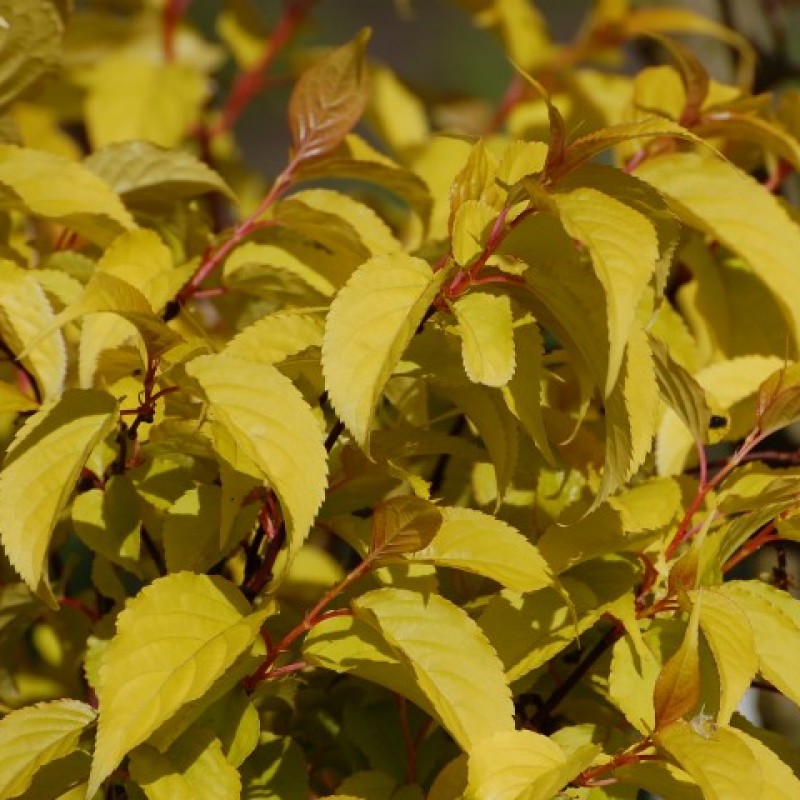 Stachyurus chinensis