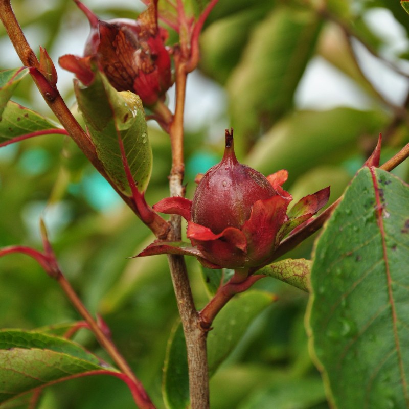 Stewartia rostrata 'Anne'