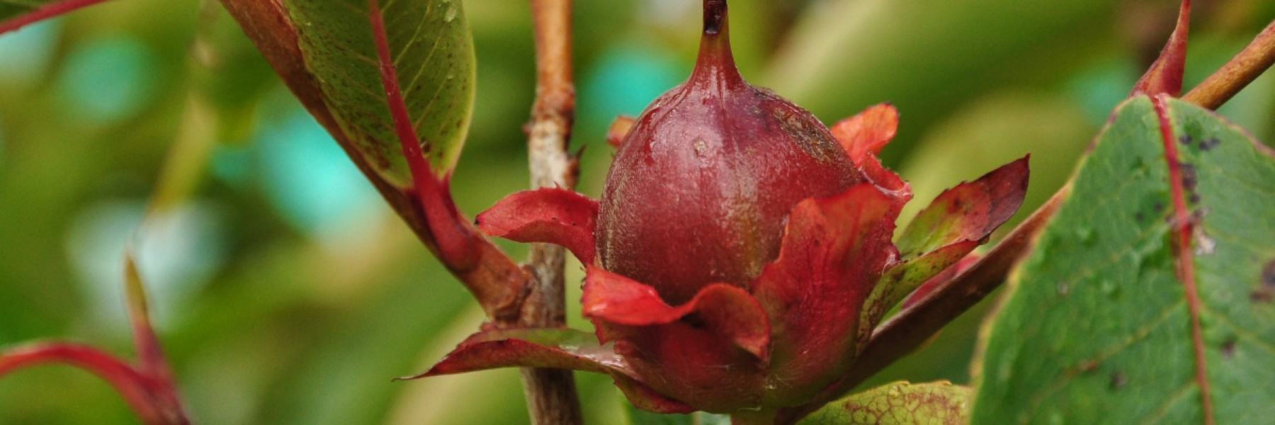 Stewartia rostrata 'Anne'