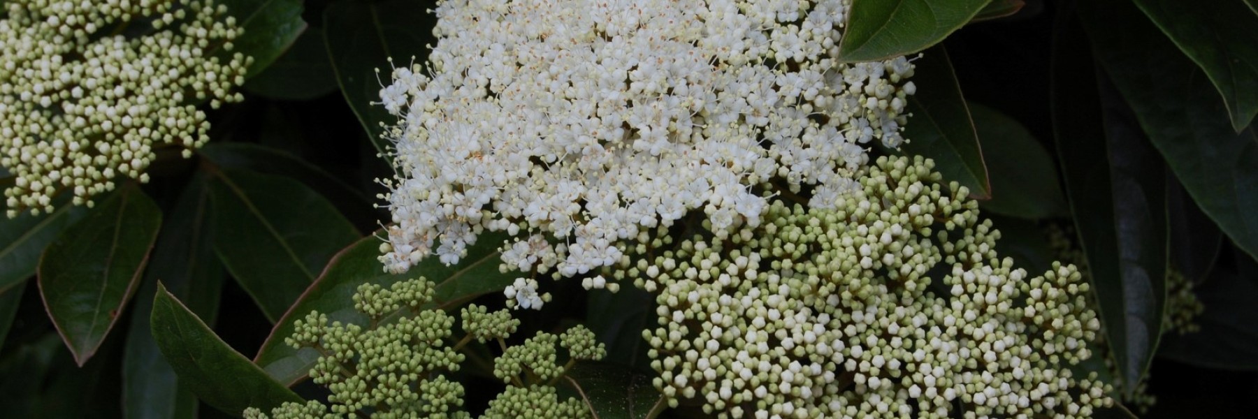 Viburnum nudum ‘Brandywine’