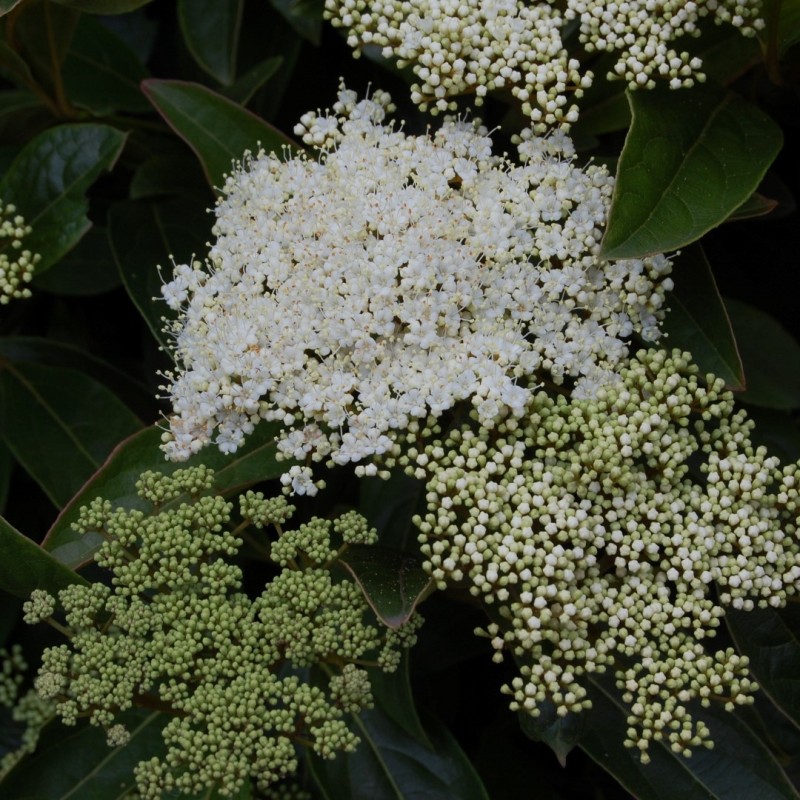 Viburnum nudum ‘Brandywine’