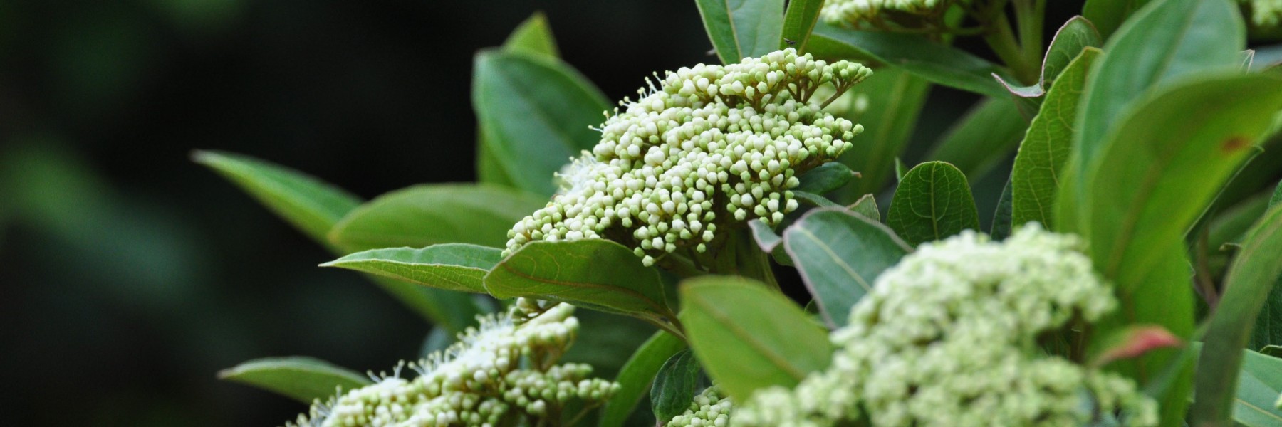 Viburnum nudum ‘Brandywine’