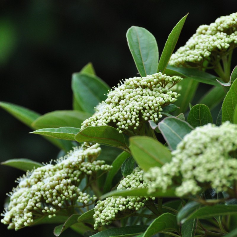 Viburnum nudum ‘Brandywine’