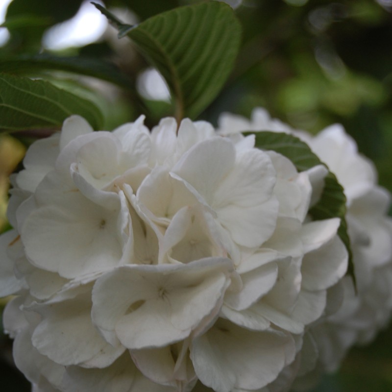 Viburnum plicatum 'Janny'