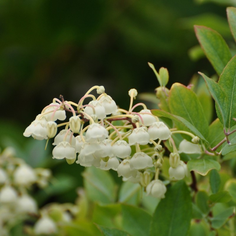 Zenobia pulverulenta